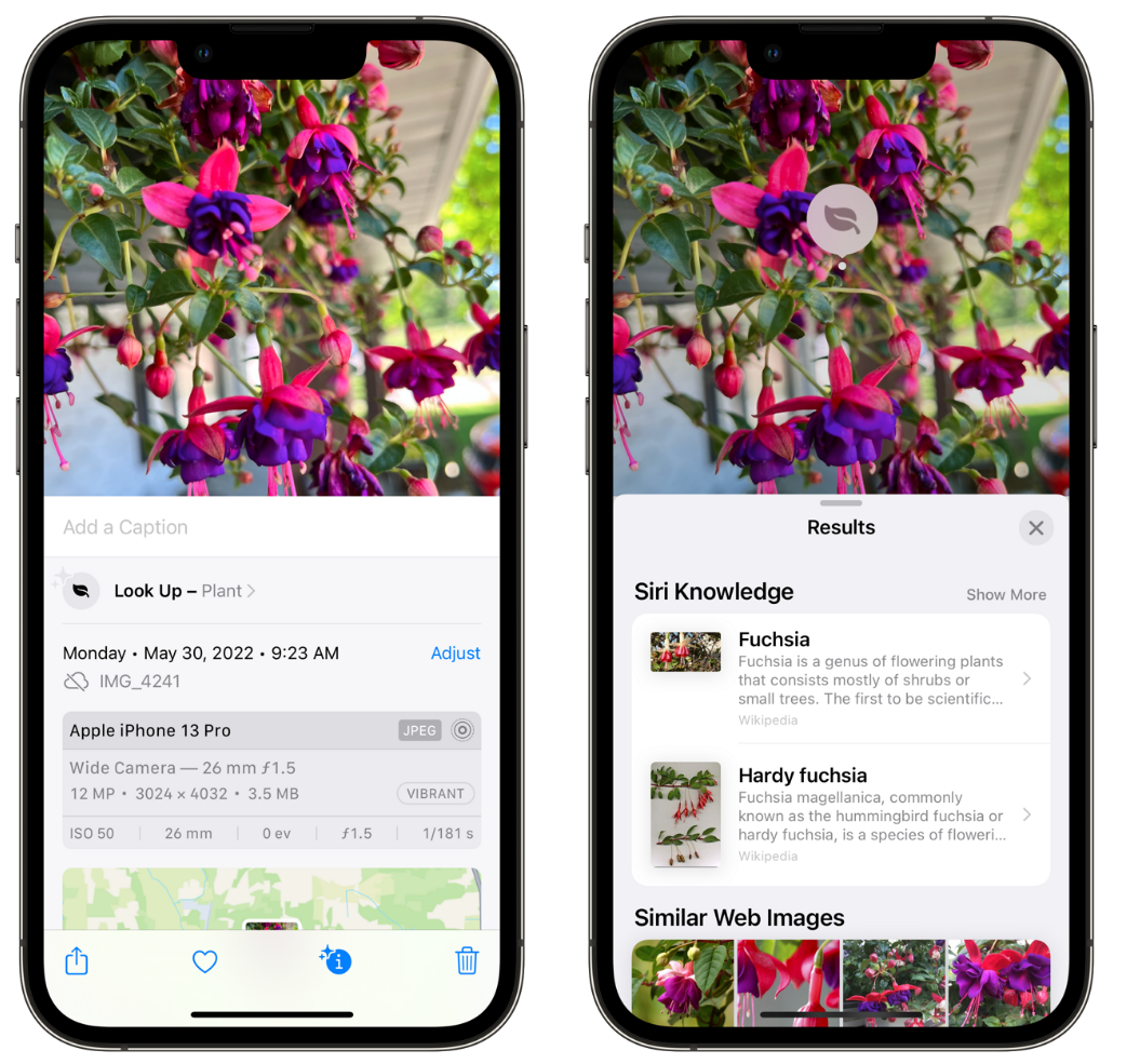 磴口苹果手机维修分享小技巧：使用 iPhone 相机识别花卉植物 